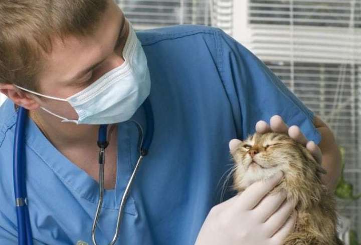 Бесплатные консультации 